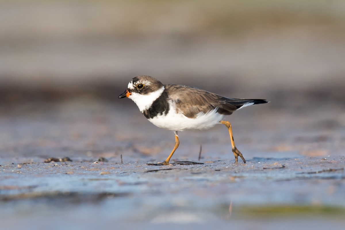 Semipalmated Plover - Melissa James