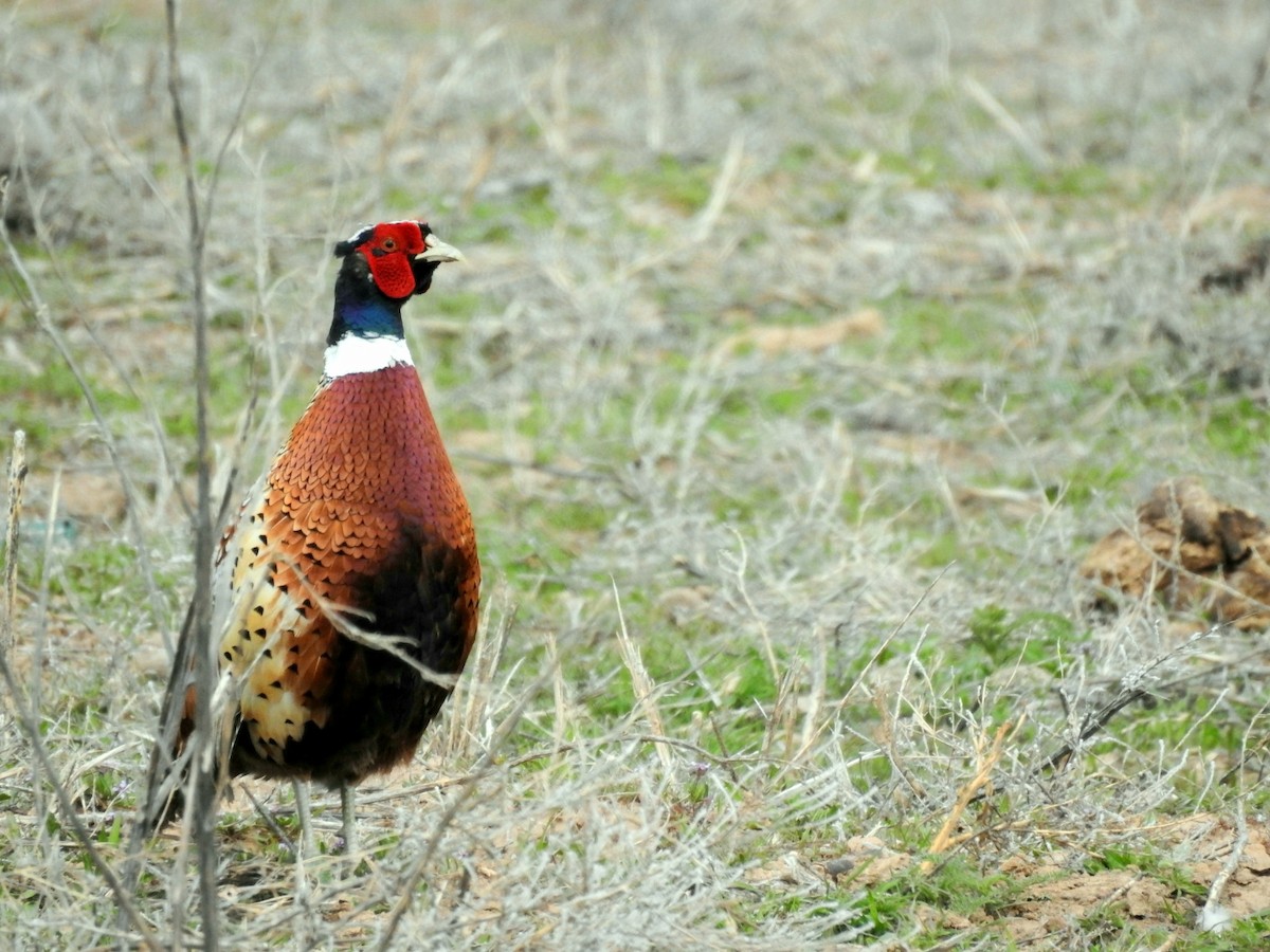 Ring-necked Pheasant - Bradley Clawson