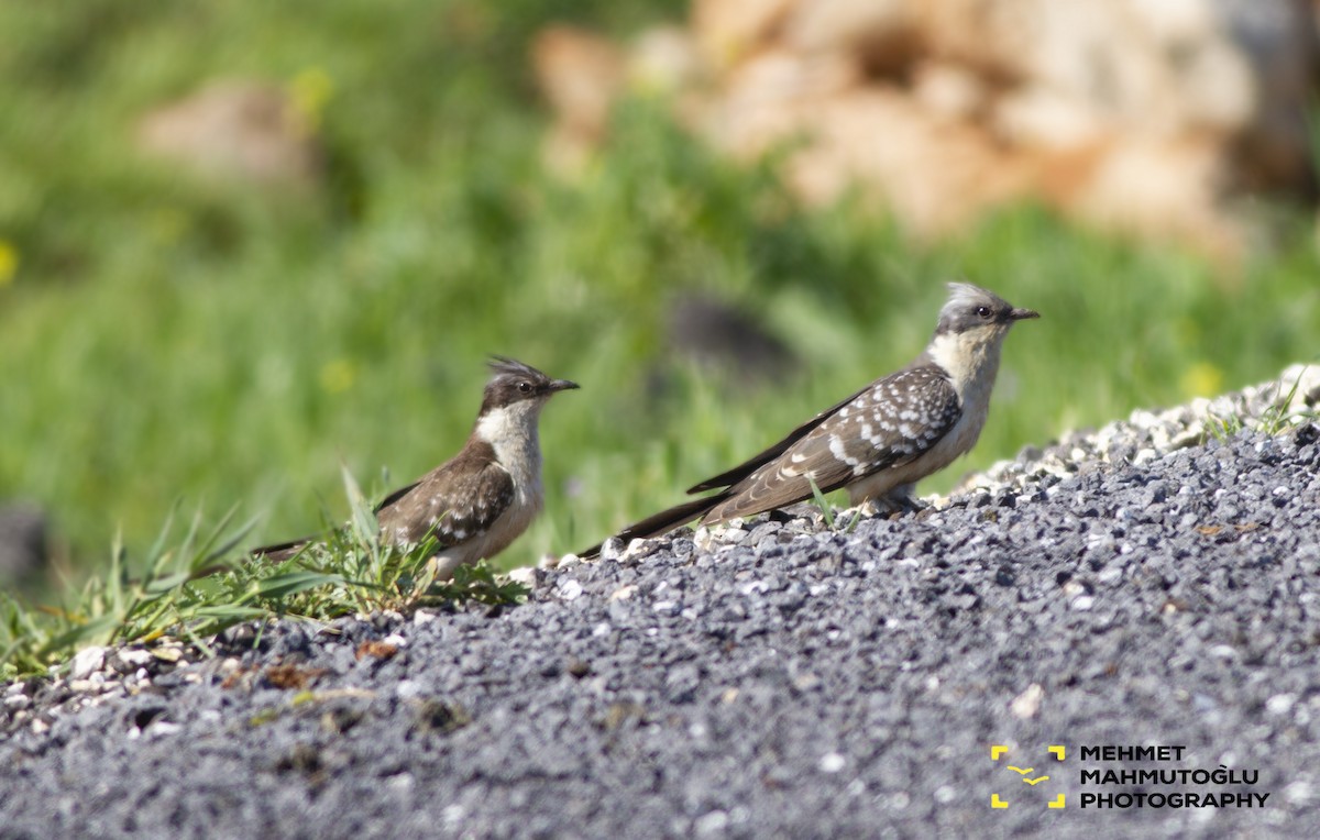 Great Spotted Cuckoo - ML149372631
