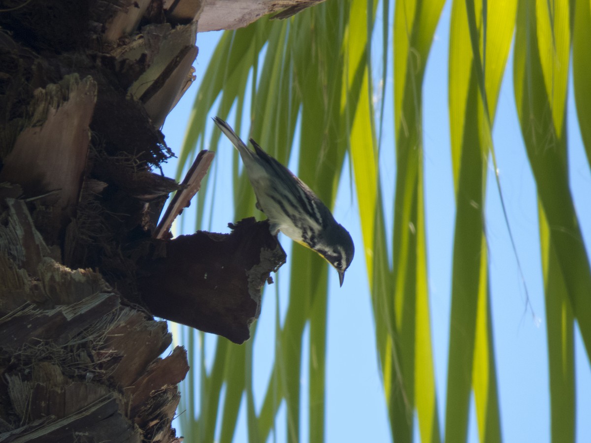 Yellow-throated Warbler (dominica/stoddardi) - ML149374531
