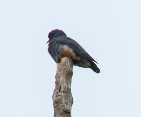 Swallow-winged Puffbird - Susan Mac