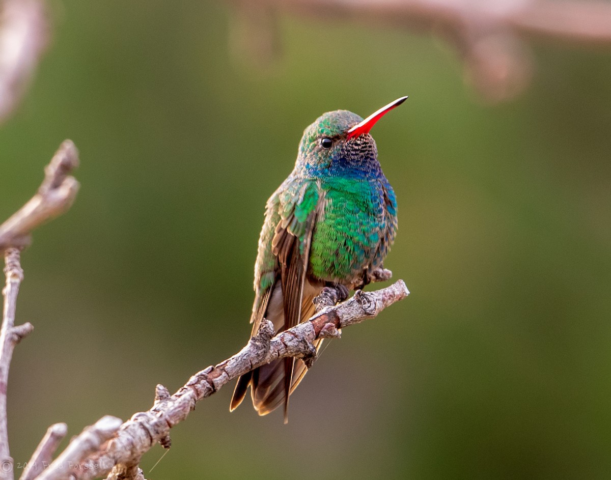 Broad-billed Hummingbird - Fred Forssell