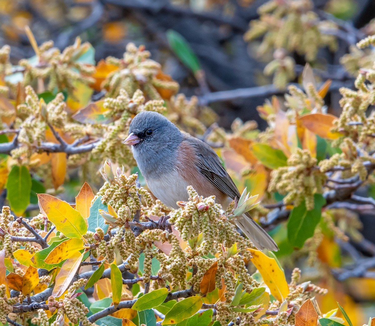 Dark-eyed Junco (Pink-sided) - Fred Forssell