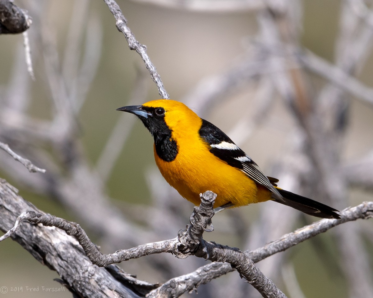 Hooded Oriole - Fred Forssell