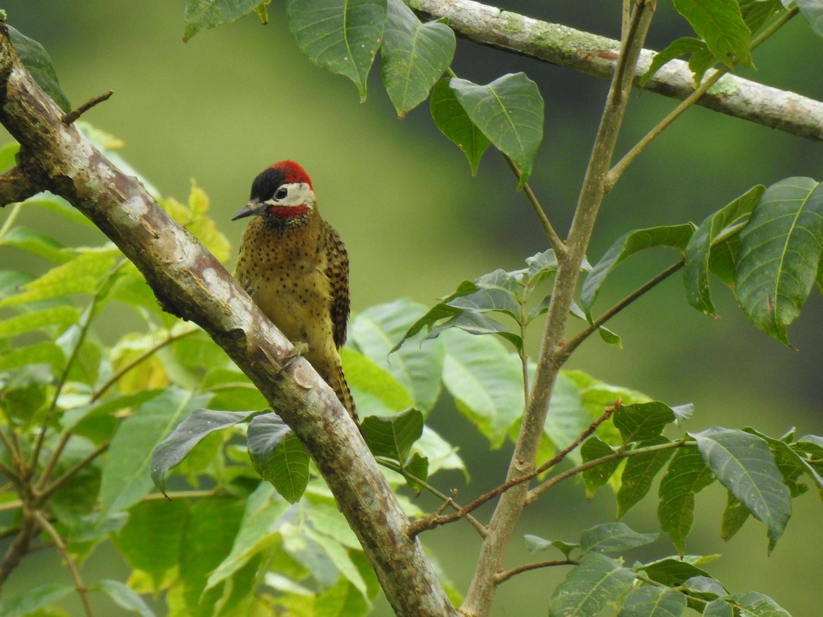 Spot-breasted Woodpecker - Anyela Mancera Garcia