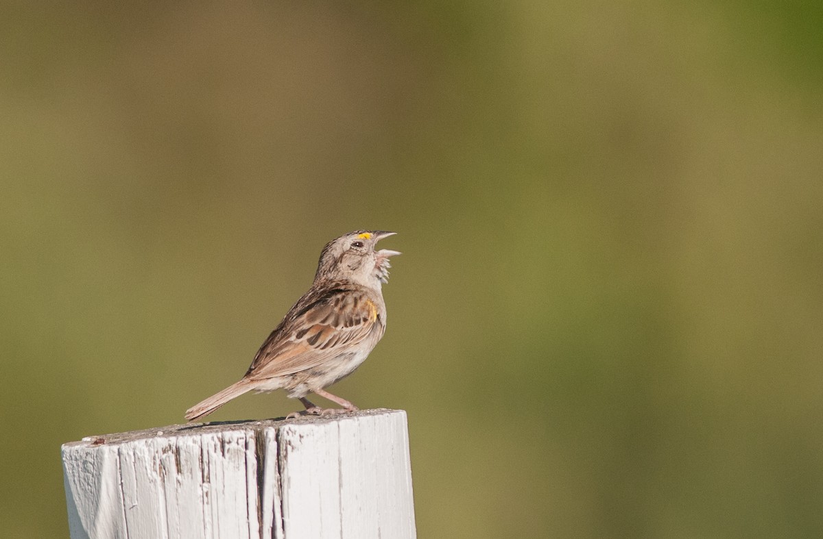 Grassland Sparrow - Ken Wright