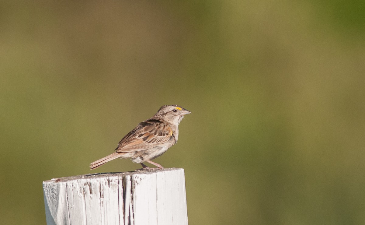 Grassland Sparrow - Ken Wright