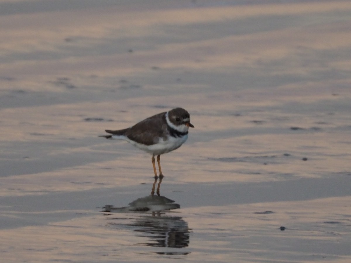 Semipalmated Plover - ML149381441