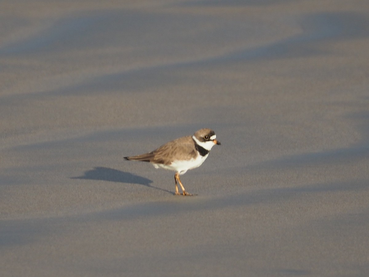 Semipalmated Plover - Thierry Grandmont