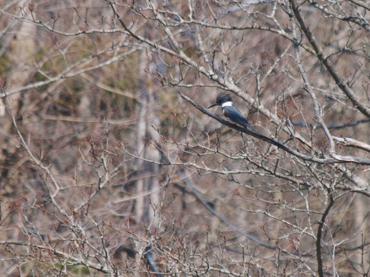 Belted Kingfisher - ML149382221