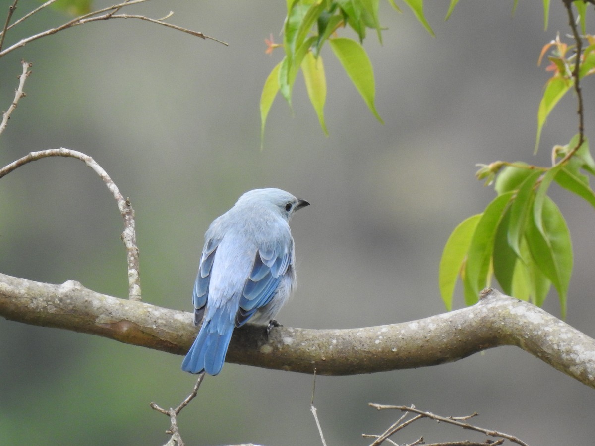 Blue-gray Tanager - ML149386991
