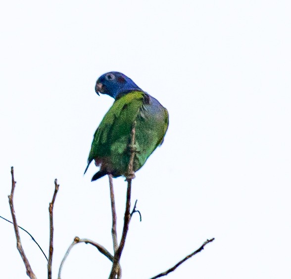 Blue-headed Parrot (Blue-headed) - Susan Mac