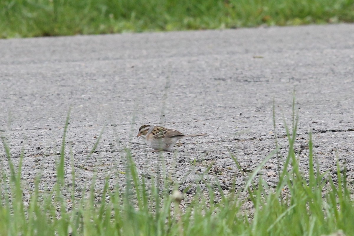 Clay-colored Sparrow - ML149389431