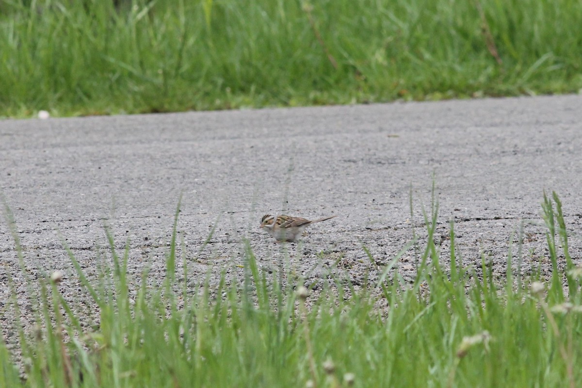 Clay-colored Sparrow - ML149389451