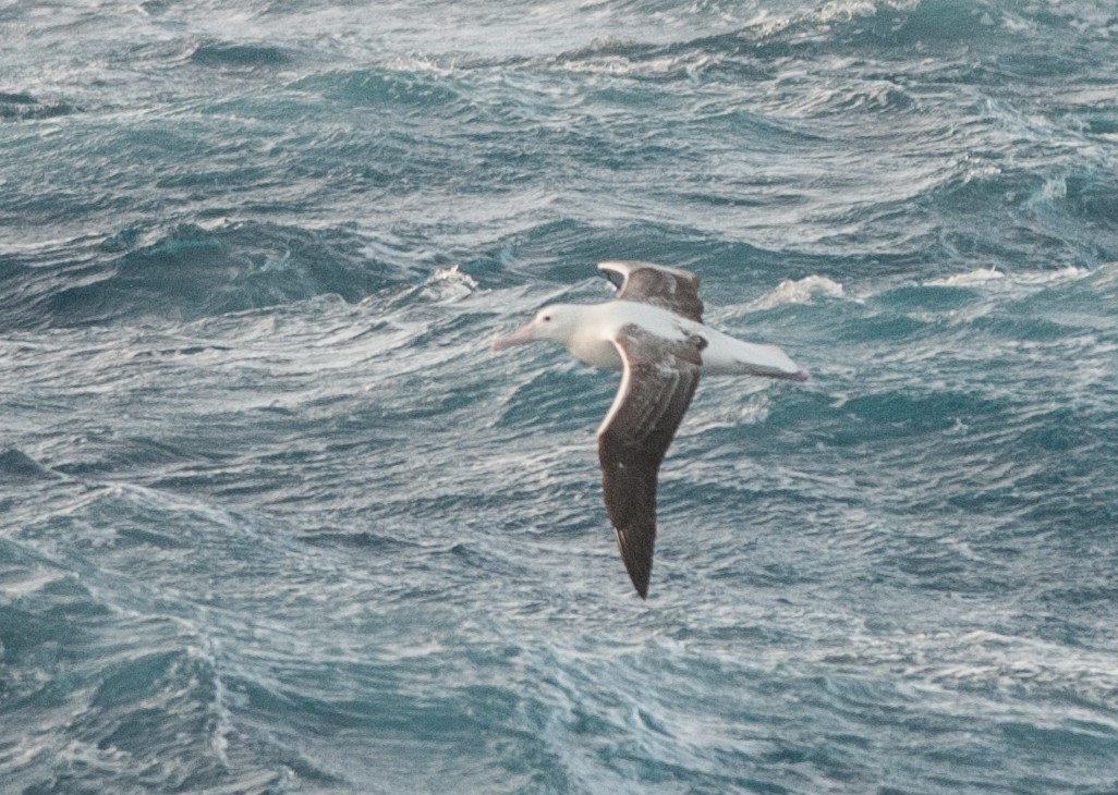 Southern Royal Albatross - Ken Wright