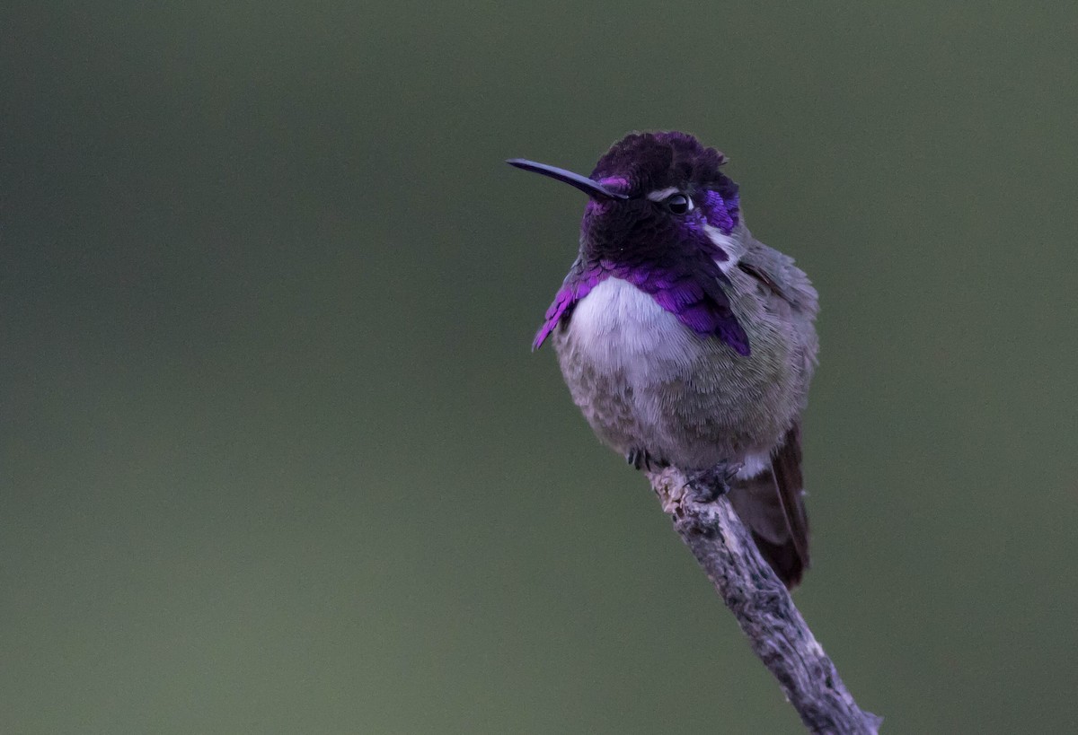 Costa's Hummingbird - Joachim Bertrands