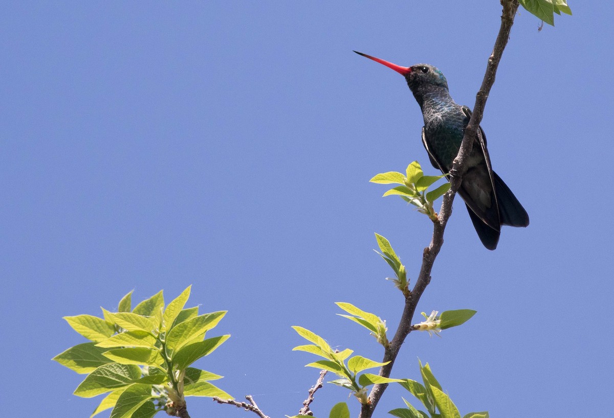 Broad-billed Hummingbird - Joachim Bertrands