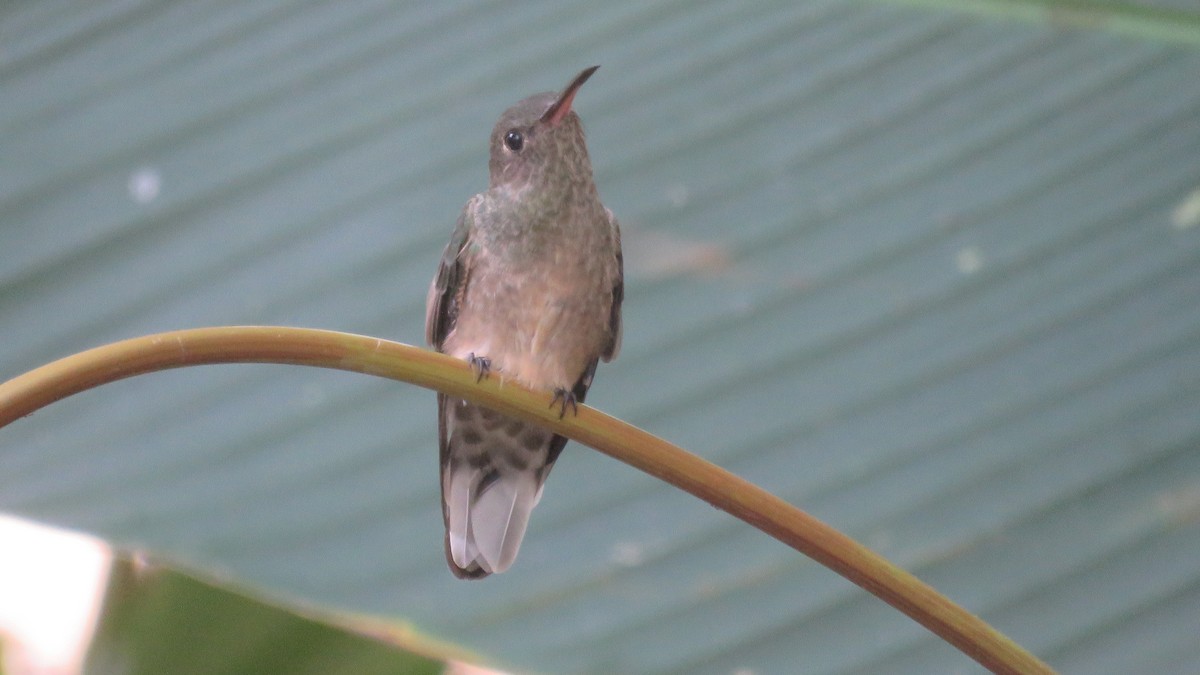 Scaly-breasted Hummingbird - Jorge Alcalá