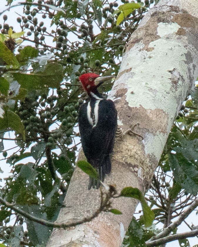 Crimson-crested Woodpecker - Susan Mac
