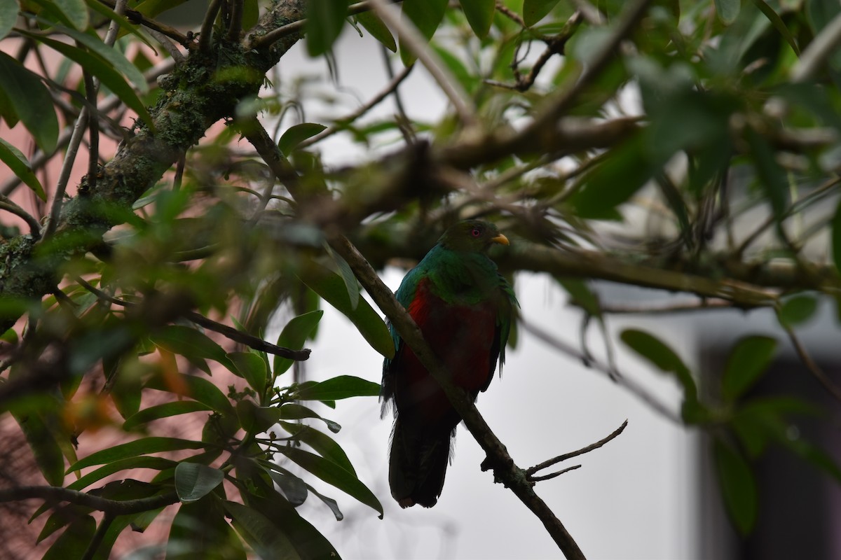 Crested Quetzal - ML149398751