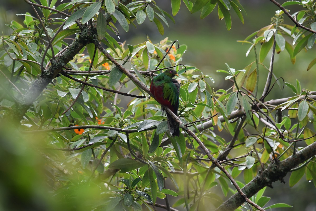 Crested Quetzal - ML149398861