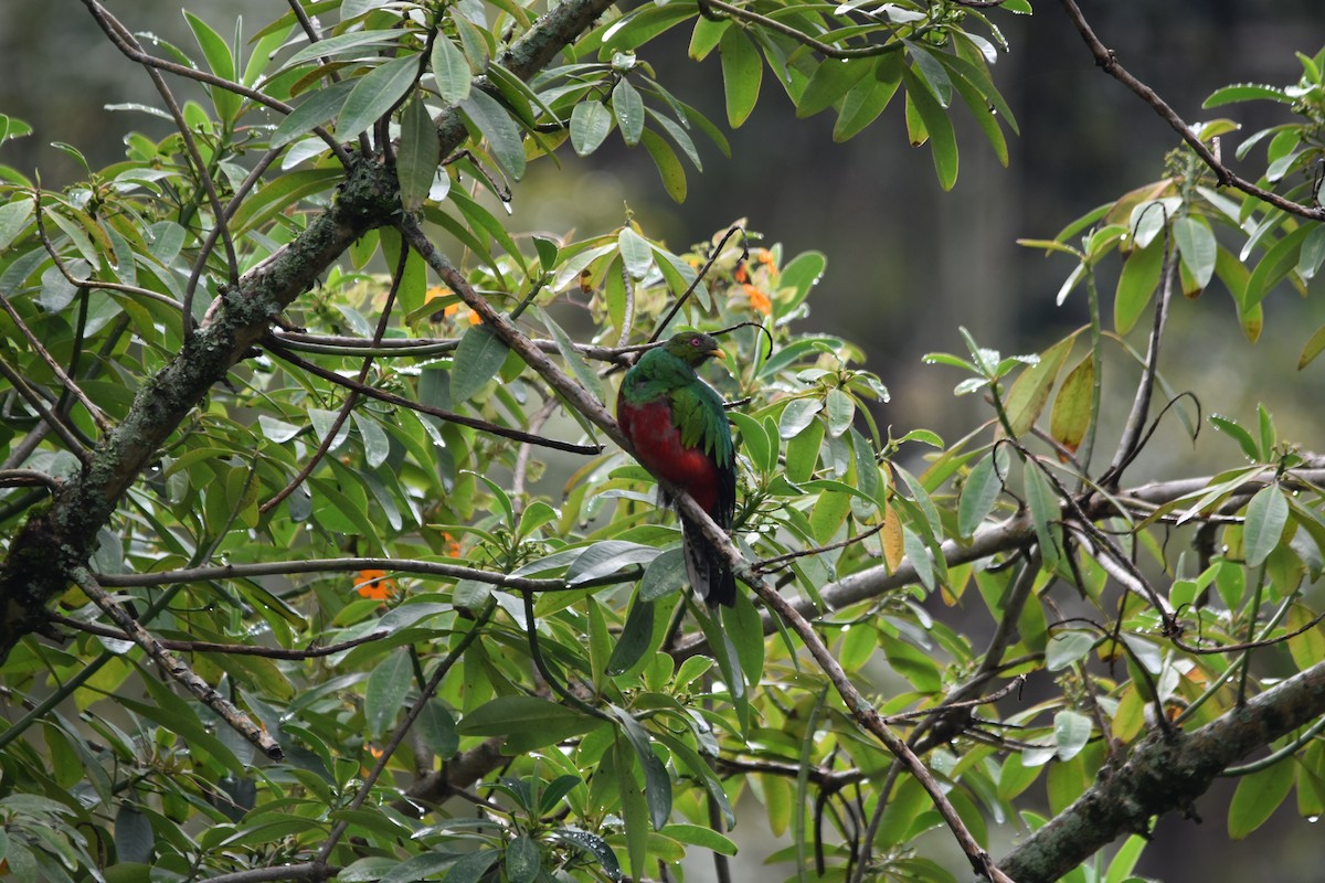 Crested Quetzal - ML149398871