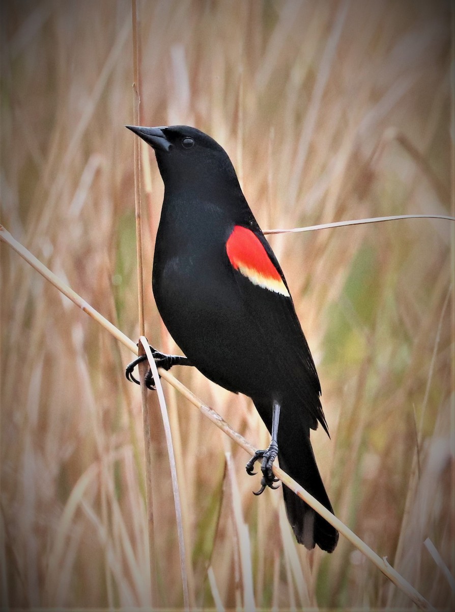 Red-winged Blackbird - Evan Pannkuk