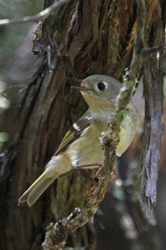 Ruby-crowned Kinglet - Terry Hibbitts