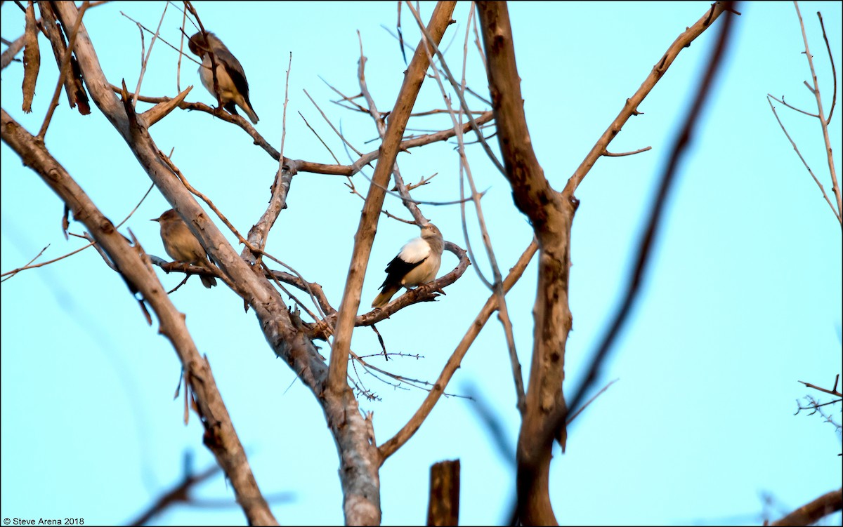 White-shouldered Starling - ML149405721