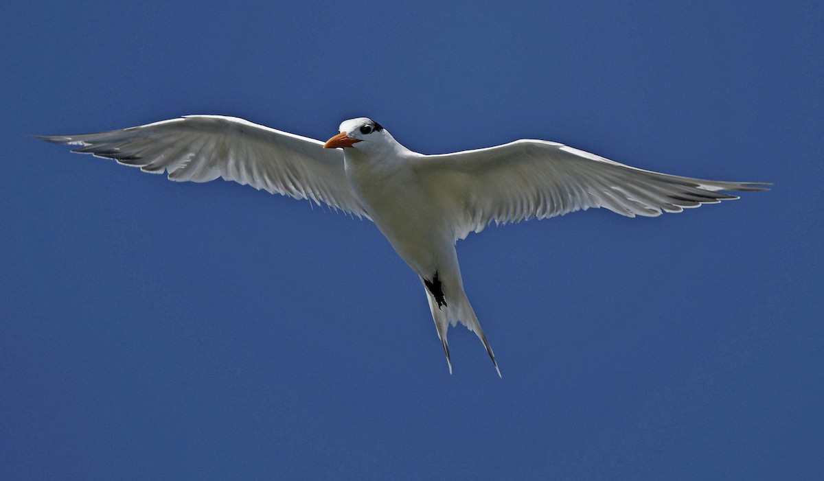 Royal Tern - Paul Arneson