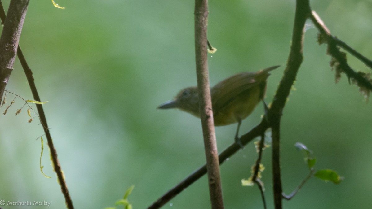 Spot-crowned Antvireo - Mathurin Malby
