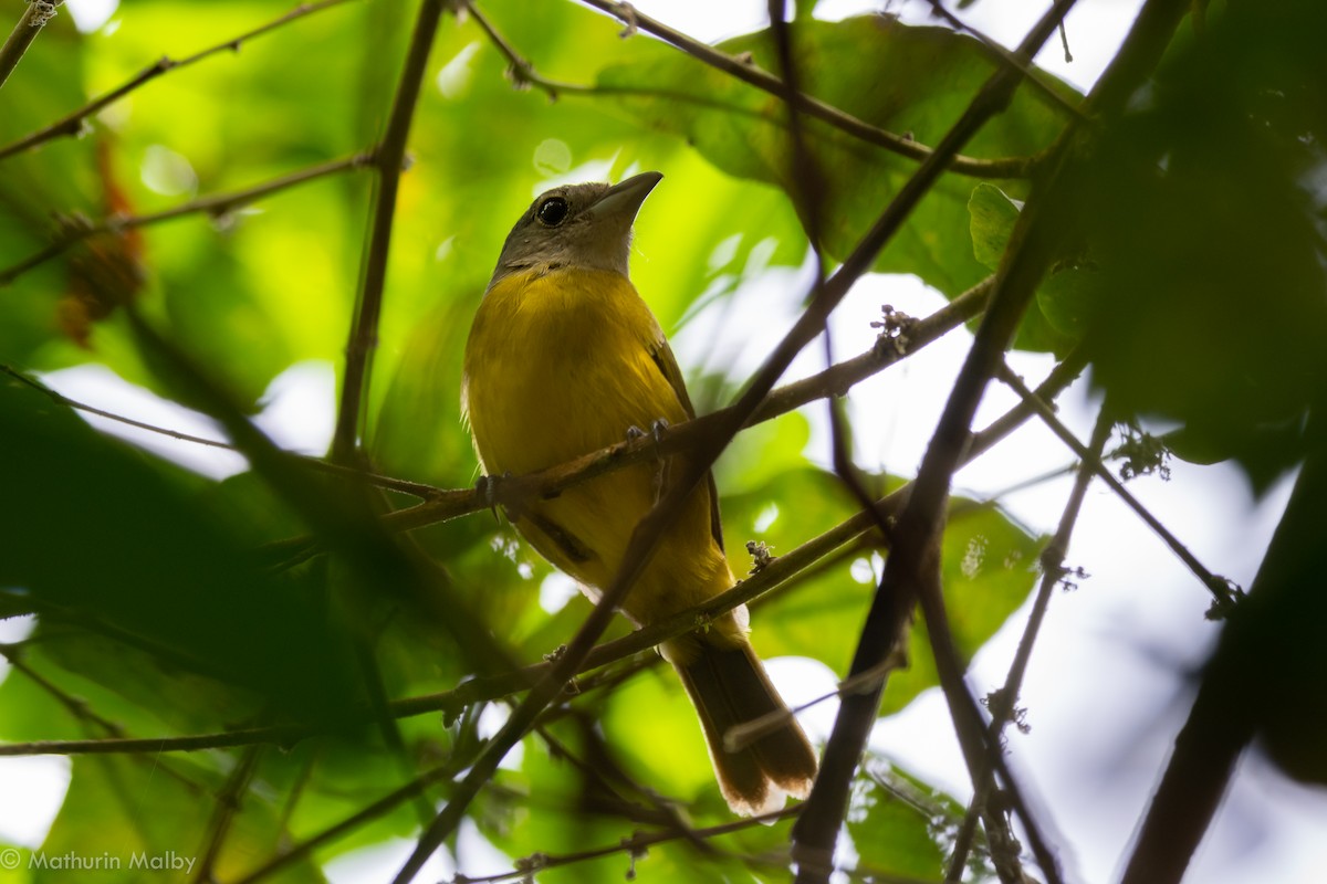 White-shouldered Tanager - Mathurin Malby