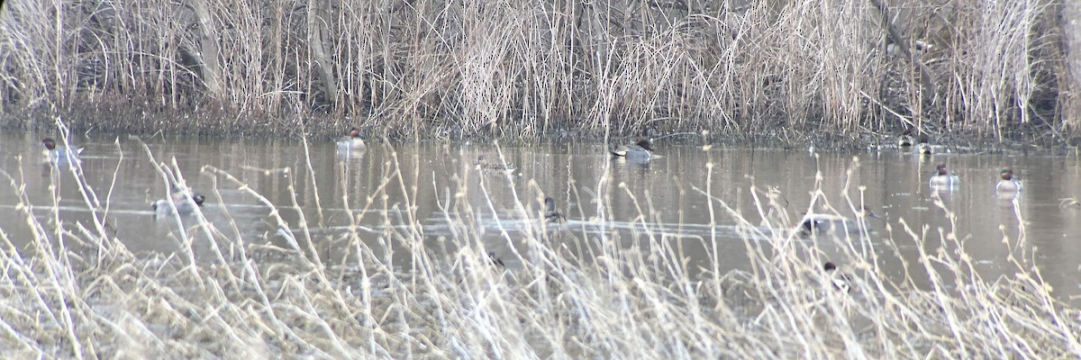 Green-winged Teal (American) - Tim Lenz