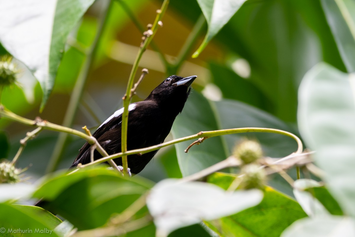 White-shouldered Tanager - ML149409311