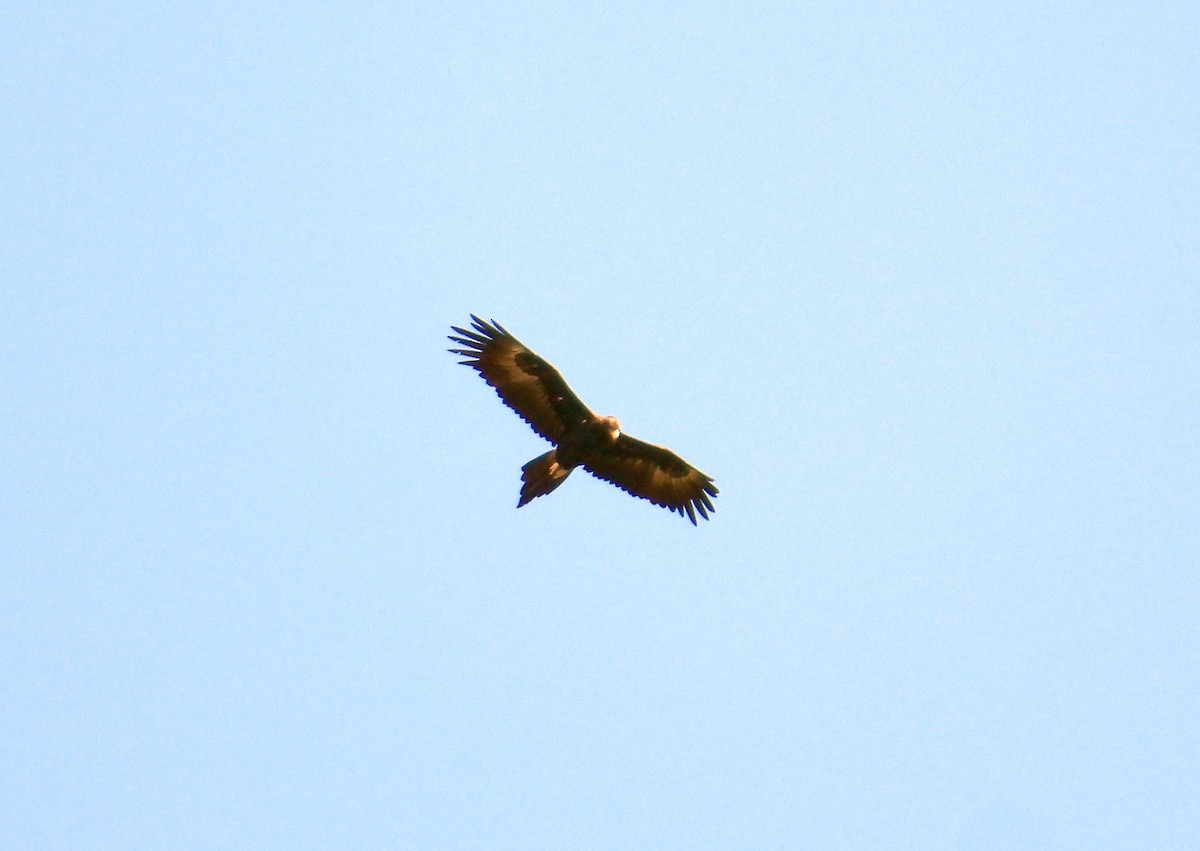 Wedge-tailed Eagle - ML149412831