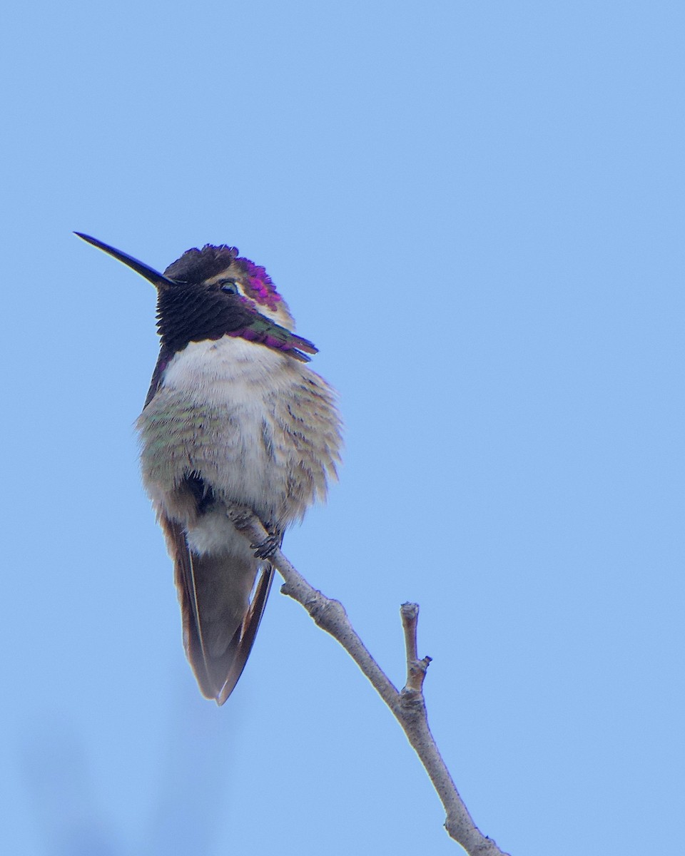 Costa's Hummingbird - Tuck Russell