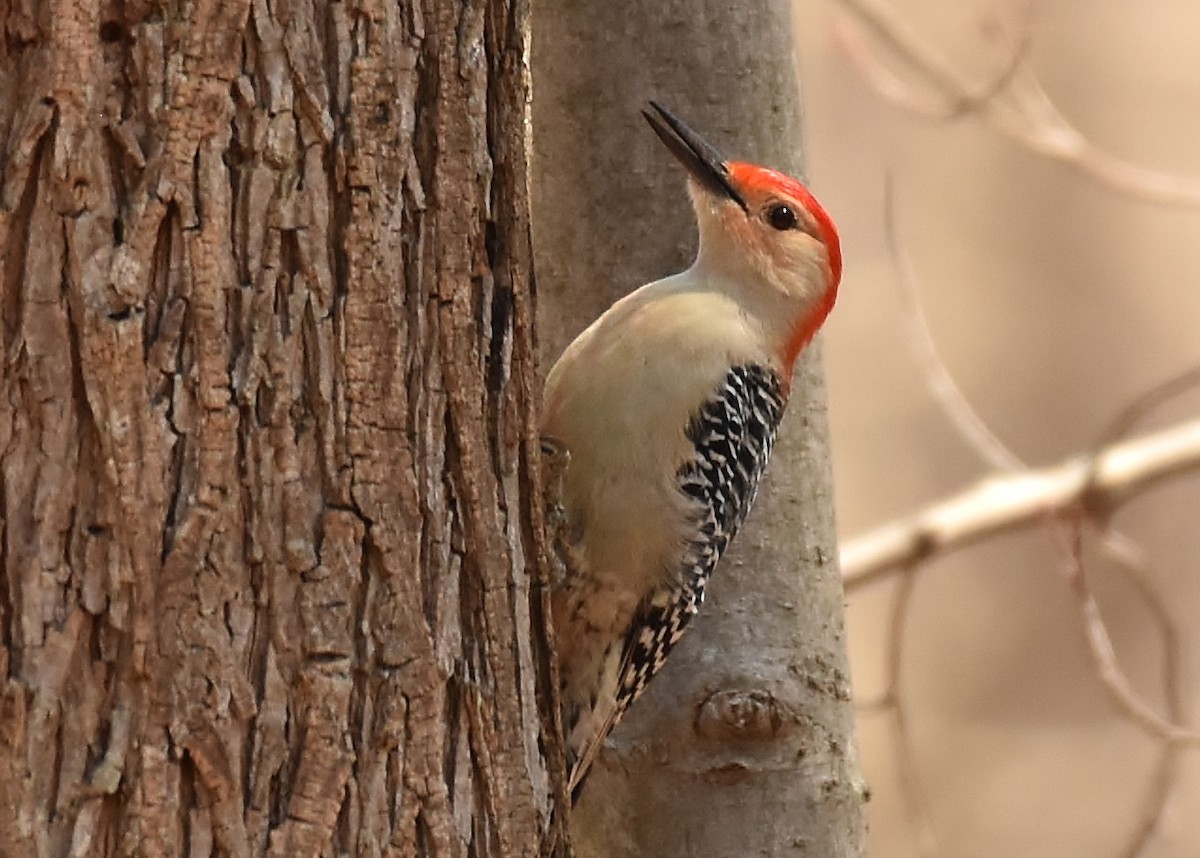 Red-bellied Woodpecker - ML149415741