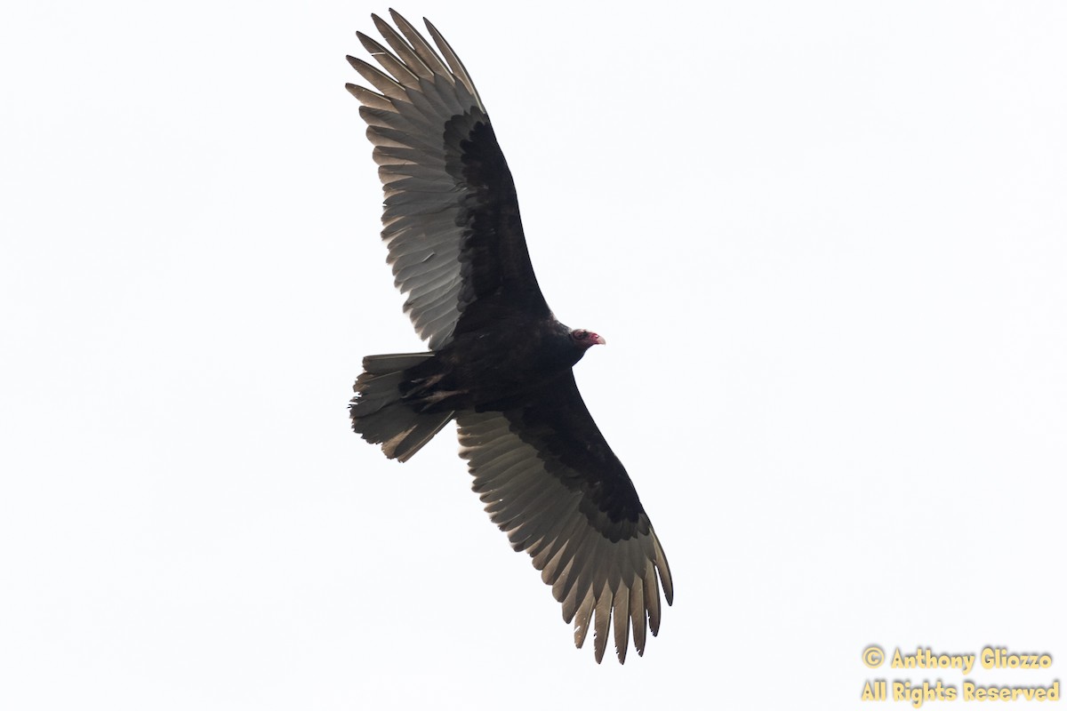 Turkey Vulture - Anthony Gliozzo