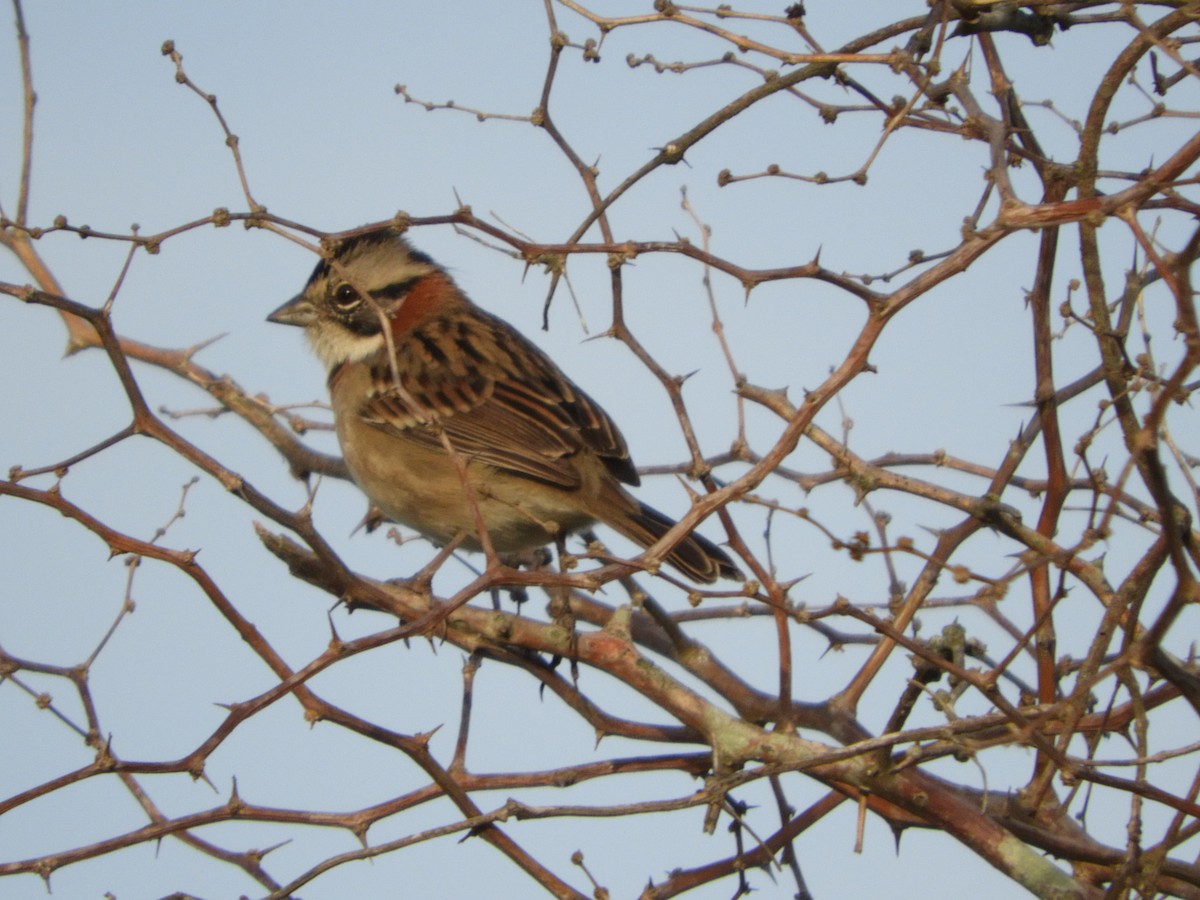 Rufous-collared Sparrow - ML149417931