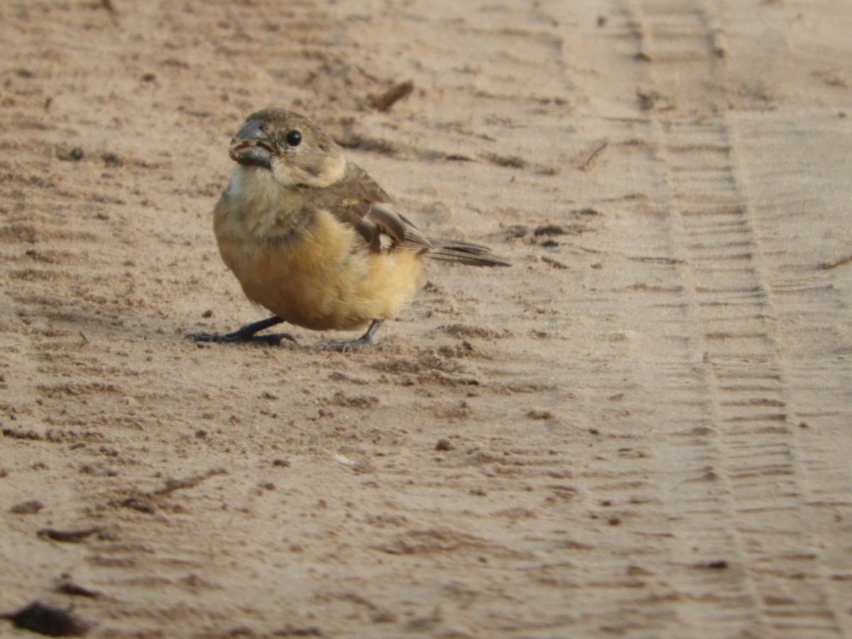 Rusty-collared Seedeater - ML149418391