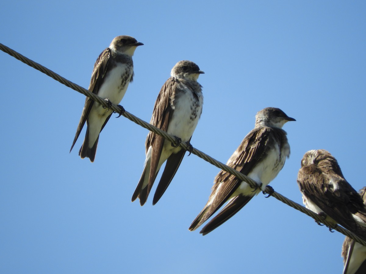 Brown-chested Martin - ML149418731