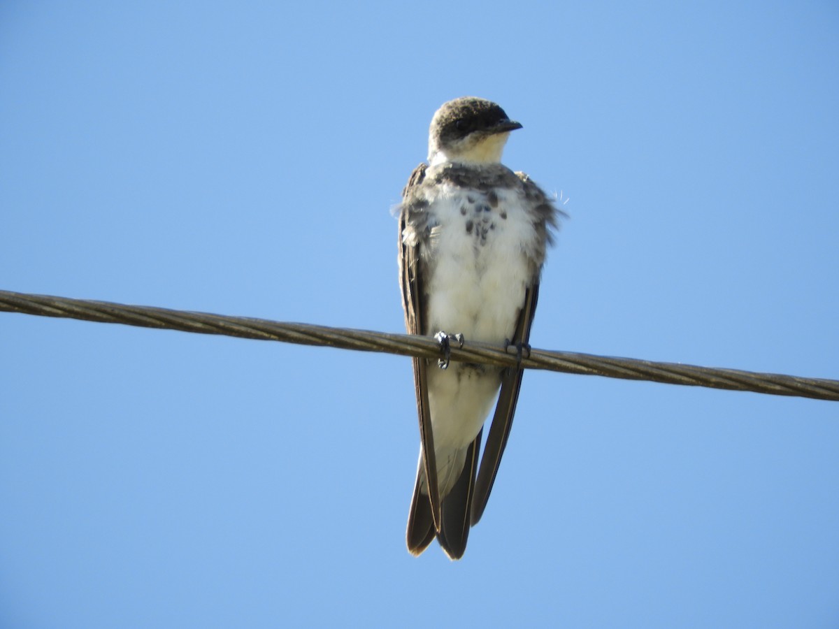 Brown-chested Martin - ML149418851