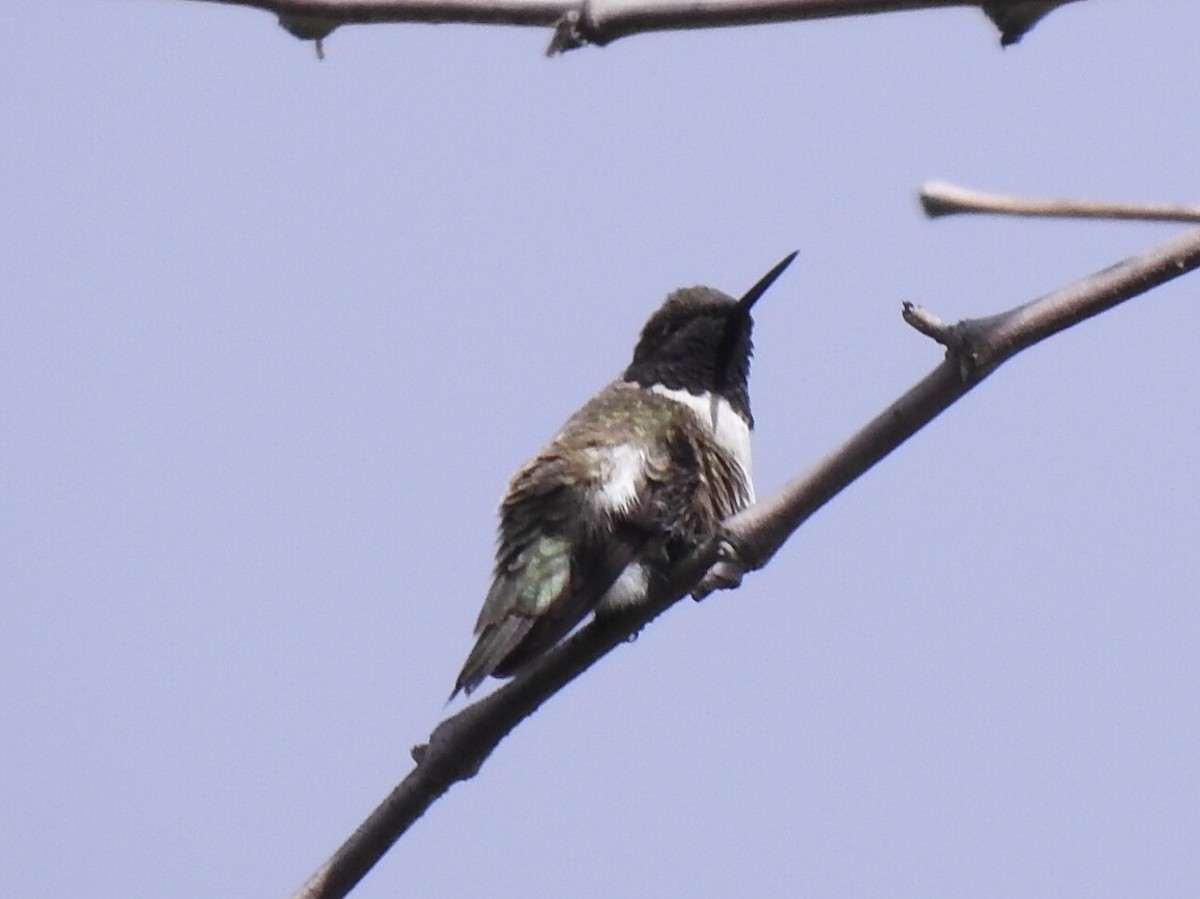 Black-chinned Hummingbird - ML149419181