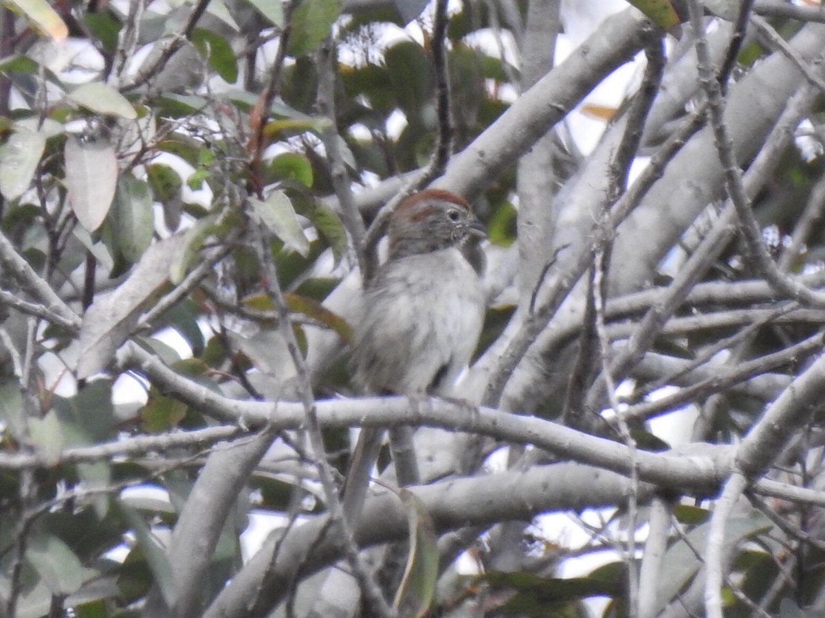Rufous-crowned Sparrow - ML149419351