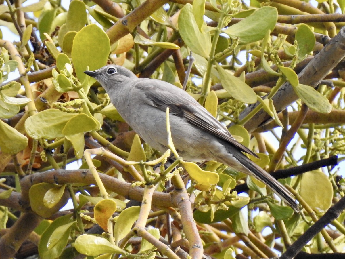 Townsend's Solitaire - ML149419481