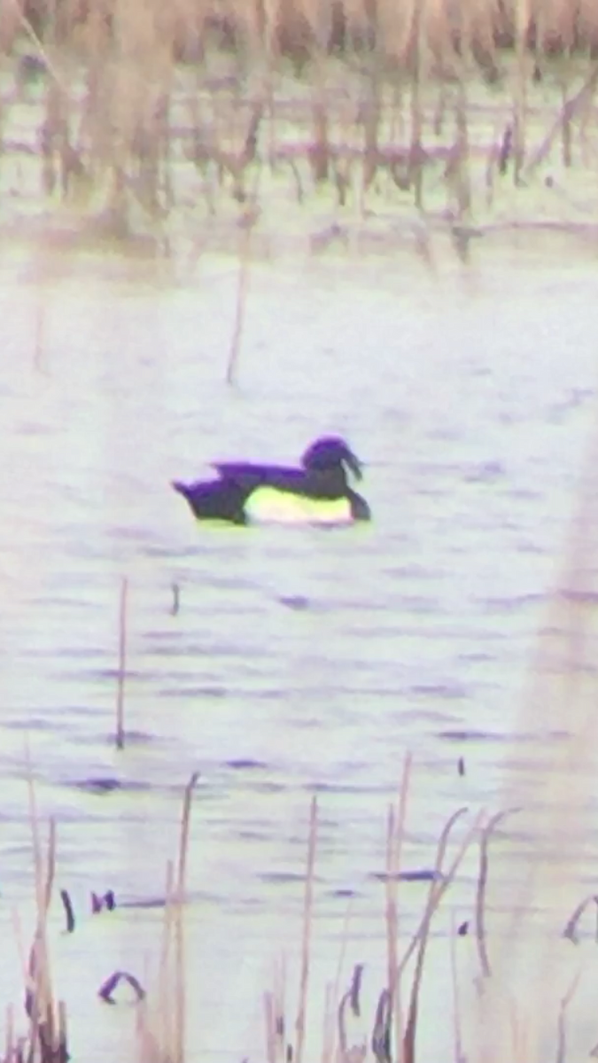 Tufted Duck - ML149420561
