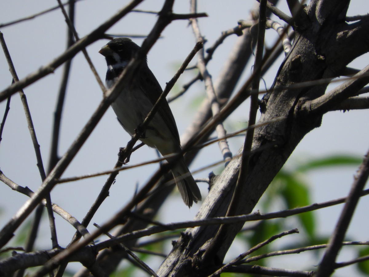 Double-collared Seedeater - ML149421121