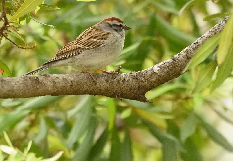 Chipping Sparrow - Arun Prabhu