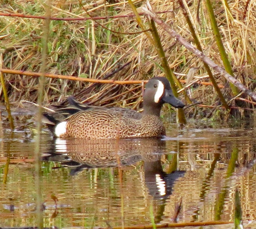 Blue-winged Teal - Don Gorney
