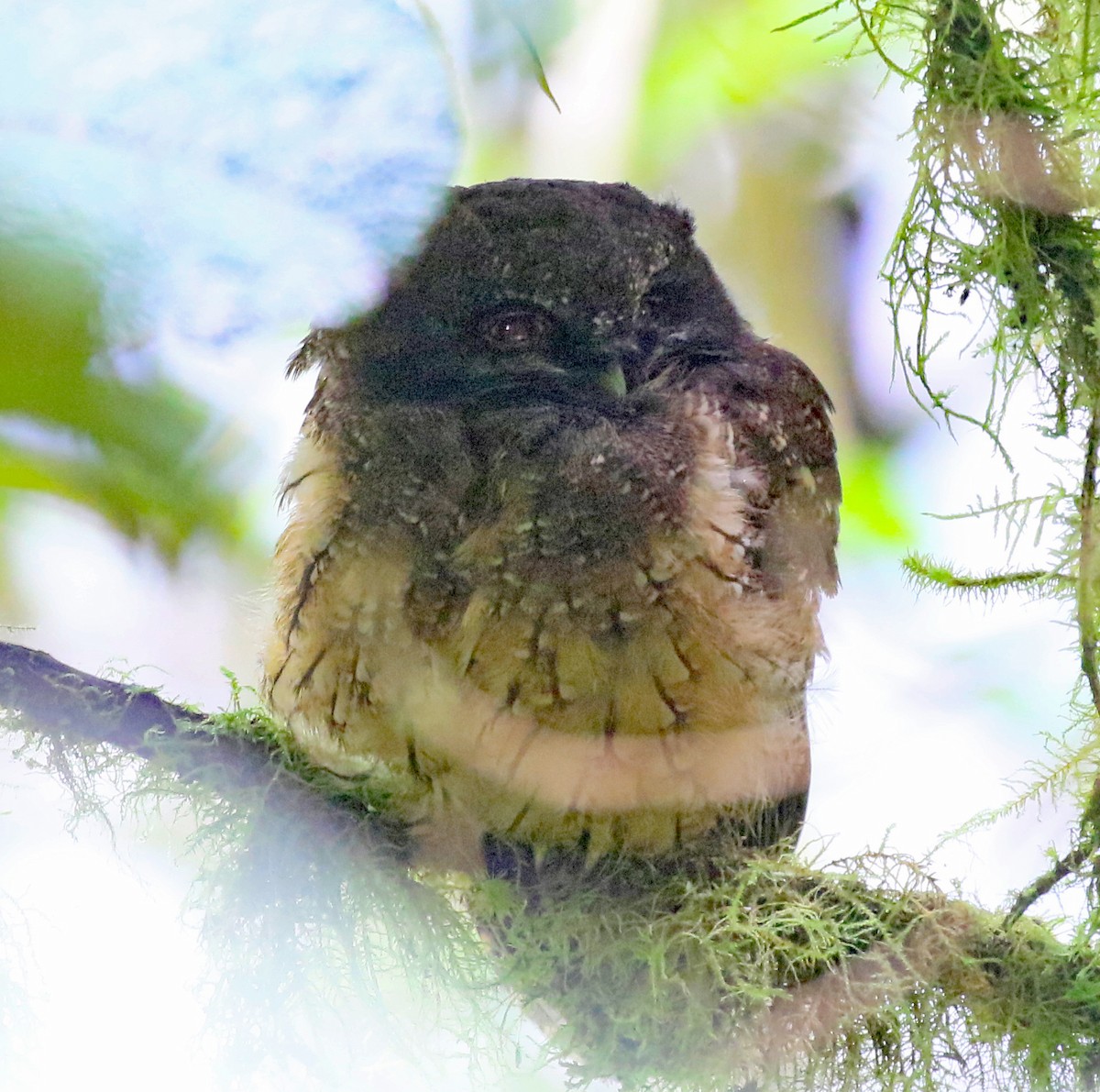 White-throated Screech-Owl - Charlotte Byers